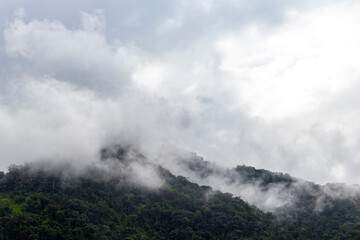 Tropical mountain jungle forest trees clouds foggy haze mist Brazil.