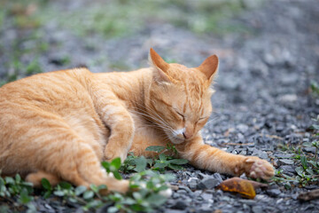 Cute ginger cat lying on the ground in the garden. Selective focus.