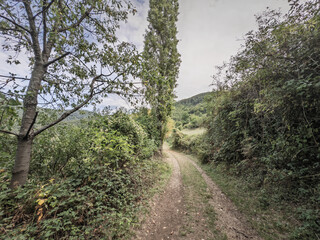 A narrow dirt track winds through greenery on Rudnik Mountain, Serbia. The forested hiking route leads between woodland and meadows under a cloudy sky, illustrating a quiet rural landscape.