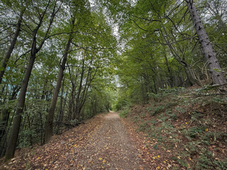 Fototapeta premium Tree-lined dirt path in the Rudnik mountains of central Serbia. Fallen leaves and a dense beech canopy form a green tunnel leading into the woods, illustrating a peaceful hiking route and local nature