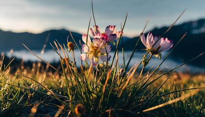 Delicate pink and white wildflowers blooming in a grassy mountain meadow during a golden sunrise.