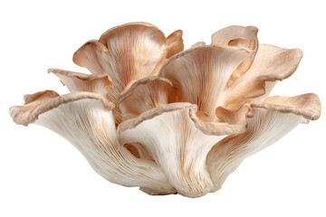 Intricate seashell with delicate petal like structures against a black background