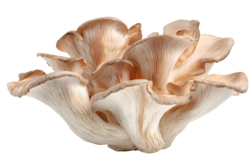 Intricate seashell with delicate petal like structures against a black background