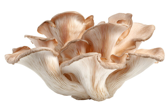 Intricate seashell with delicate petal like structures against a black background