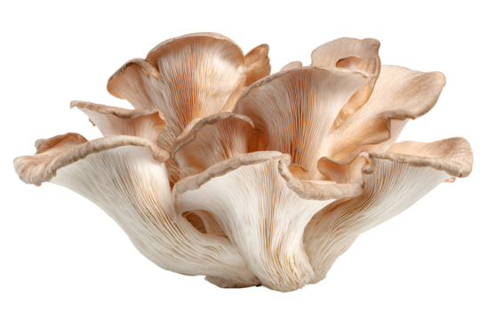 Intricate seashell with delicate petal like structures against a black background
