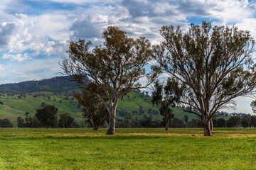 Rolling hills and gum trees in the Riverina Countryside