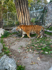 A powerful tiger walks gracefully through its enclosure, blending strength and elegance amid the autumn leaves.