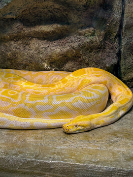 A stunning albino python rests gracefully on a rock, its golden-yellow scales shimmering under the light.