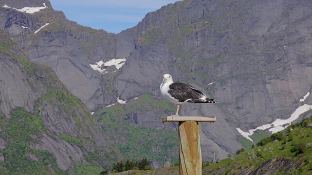 Seagull in front of the rugged landscape of the Lofoten Islands in Northern Norway.