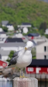 Seagull in front of the small town of Reine in the Lofoten Islands in Northern Norway. Vertical Video.