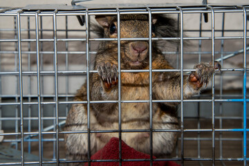 Obraz premium Eastern Gray Squirrel looking like a prisoner in a squirrel cage.