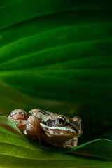 Wood frog in a green leaf in Minnesota.