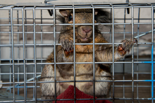 Eastern Gray Squirrel looking like a prisoner in a squirrel cage.