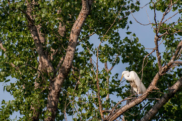 Great Egret in breeding plumage standing in a tree