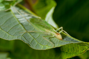 Snowy tree cricket, Oecanthus fultoni resting on milkweed leaf.