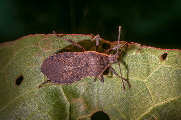Squash bug; Anasa tristis is a pest of squash and pumpkins