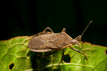 Squash bug; Anasa tristis is a pest of squash and pumpkins