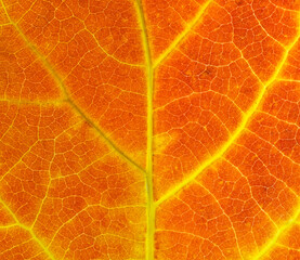 Obraz premium close up on red autumn leaf texture