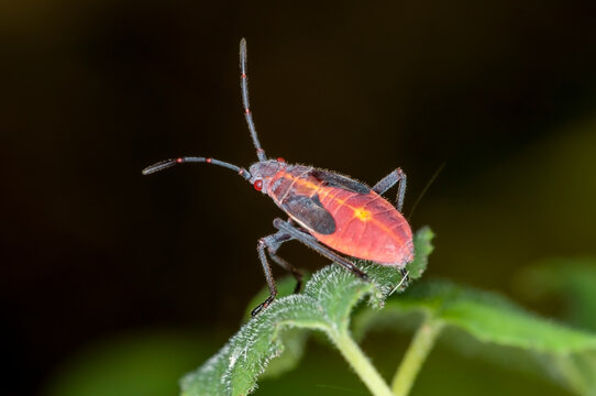 Boxelder bug nymph in the forest in Minnesota