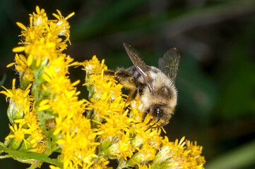 Common Eastern Bumble Bee feeding on goldenrod flower in Minnesota.