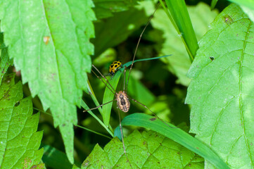 An Eastern Harvestman, Leiobunum vittatum; checking out a Spotted Cucumber beetle in a Minnesota forest.