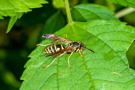 Dark Paper Wasp, also called the Northern paper wasp in Minnesota