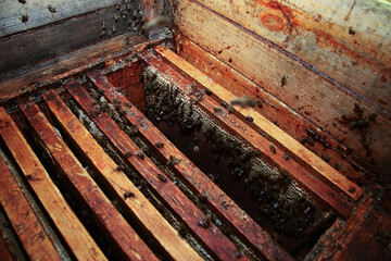 A colony of honey bees covers the sticky wooden frames inside a rustic, busy beehive, actively working the honeycomb structure.
