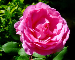 single pink rose