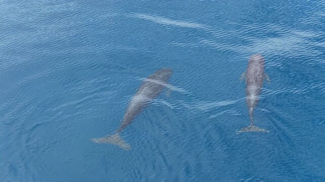 A pair of Short-finned pilot whales, Globicephala macrorhynchus, swims in the Banda Sea, Indonesia. These highly social cetaceans can live over 40 years and can be found worldwide.