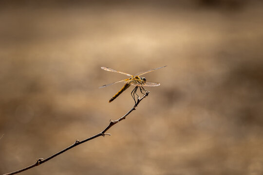dragonfly on a twig