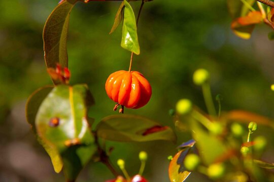 Wild pitanga fruit Eugenia uniflora on the tree.