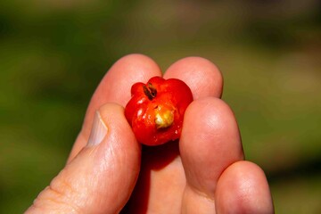 Wild pitanga fruit Eugenia uniflora on the tree.