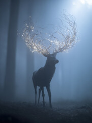 Starlight Crown Night Woods