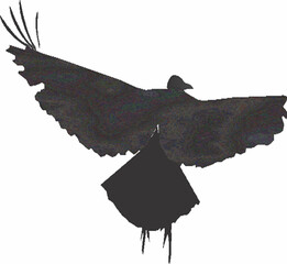 Passaro voando ilustração. design
Corvus coronoides