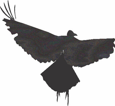 Passaro voando ilustra&ccedil;&atilde;o. design
Corvus coronoides