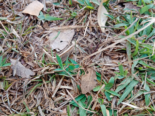 A close-up of grass and dry leaves on the ground, showing a mix of green and brown textures.