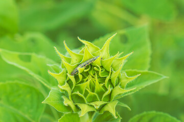 秋の野山　ヒマワリの蕾と芋虫