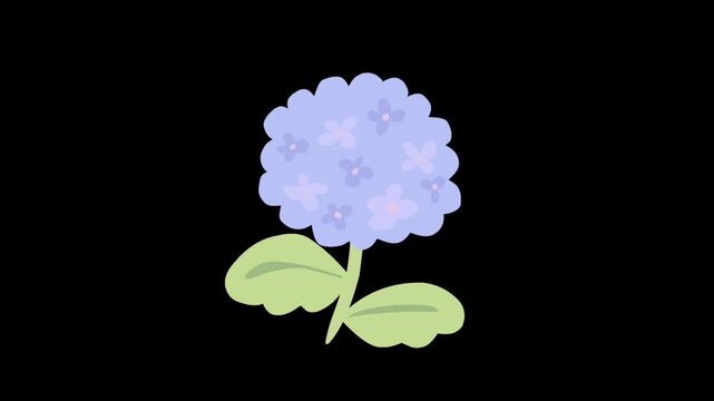 Hydrangea Flower Animation in Flat Style for Botanical Motion Background