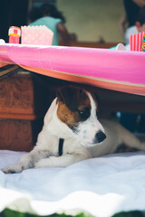 Dog resting under table at children's party