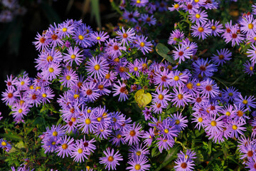 Fototapeta premium beautiful lilac chrysanthemums close up
