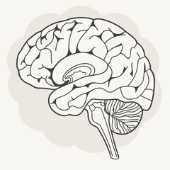 Human brain anatomy illustration