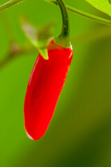 Fresh red chili pepper hanging from stem with soft green background