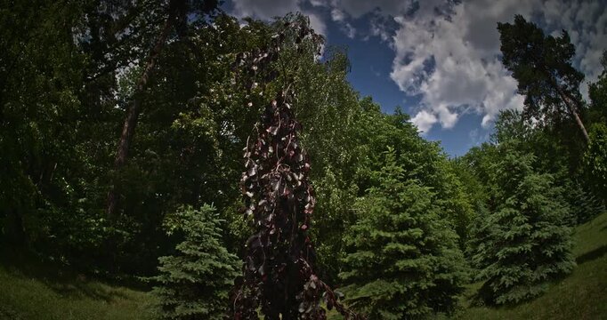Lush foliage enriched by vibrant, dark leaves in nature