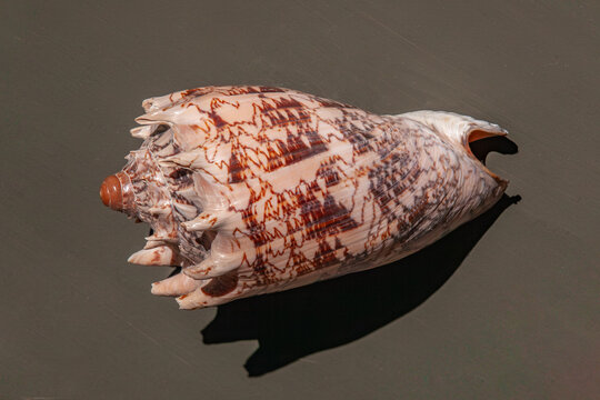 Glossy cone shell with zigzag pattern and spiny ridges on white background
