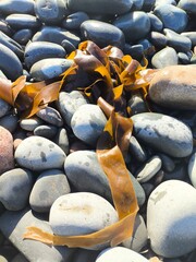 pebbles on the beach, seaweed, algae