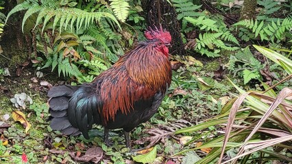 The King of All Chickens