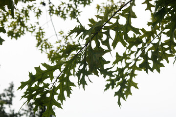 Green oak leaves on a branch, silhouetted against a simple white background.