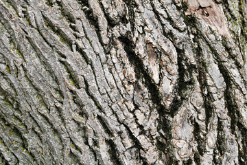 A full-frame background of a natural tree bark texture, showcasing a rugged, detailed surface with deep cracks, grooves, and patches.
