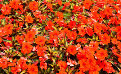 Full-frame shot of a bunch of bright orange Impatiens flowers with colorful, variegated leaves.