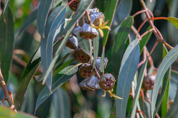 Eucalyptus tree in California with woody seed pods in fire-prone habitat
